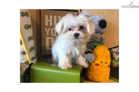 Favorite this post may 17 6 month old puppy Maltese puppy for sale near West Palm Beach, Florida. | 27b60d94-74a1