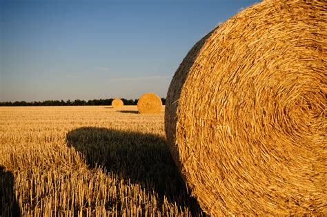 Free Images Plant Hay Bale Field Wheat Summer Food Crop