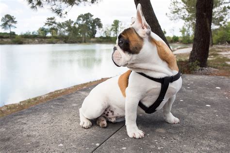 Why Do French Bulldogs Have No Tails