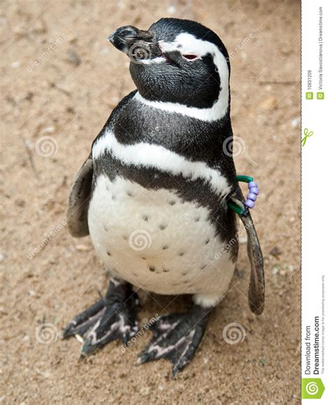 Pinguin Preto E Branco Imagem De Stock Imagem De Preto 10831209