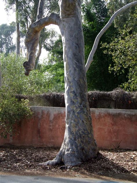 Penis Tree Westmont Landmark The Penis Tree Go One More Flickr