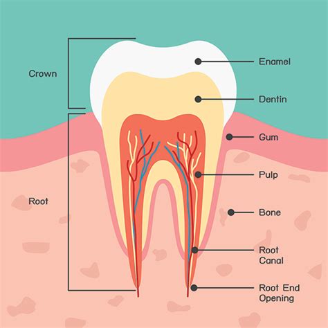 35 Anatomy Of The Teeth Pics Teeth Walls Collection For Everyone