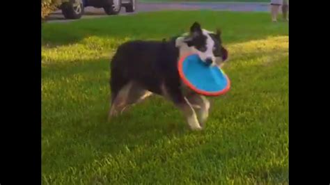 Dog Frisbee Catching Youtube