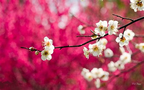 Cherry Blossom Desktop Wallpaper Wallpapersafari