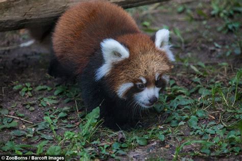 Cute Red Panda Cubs Go Exploring