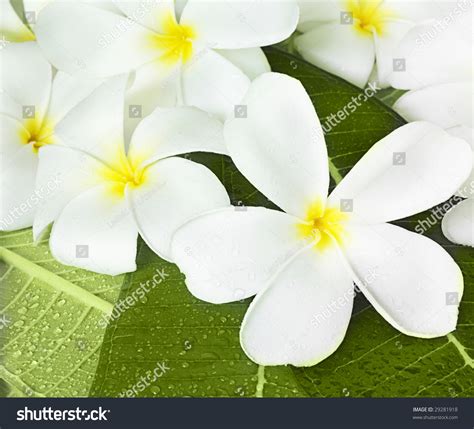 Exotic Tropical Flowers White Colour Stock Photo 29281918