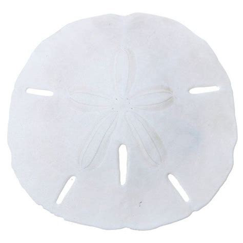 These Amazing Round Sand Dollars Are Gracefully Shaped And Have A
