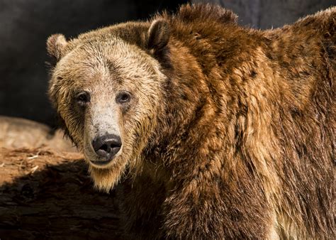 Grizzly Bear San Diego Zoo Hubert Yu Flickr