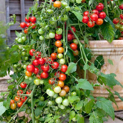 How To Plant Tomato Plants Uk Cromalinsupport