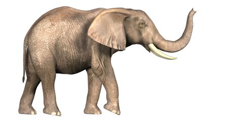 Elephant Photo Png Transparent Background Free Download
