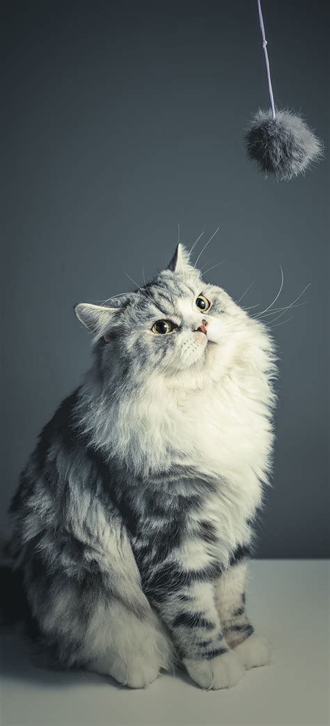 Check spelling or type a new query. 아이폰 XS 고화질 배경화면 다운로드