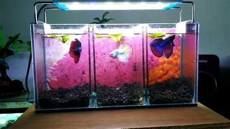 Download Model Aquarium Buat Ikan Cupang Png