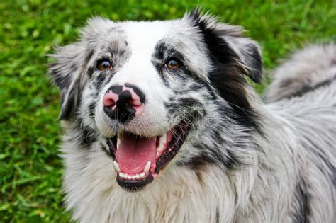 Australian Shepherd Looking Up In The Sky And Smiling