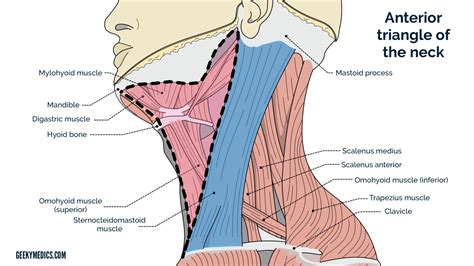 Lymph Node Back Of Neck Anatomy Yoga And The Lymphatic System Kidding
