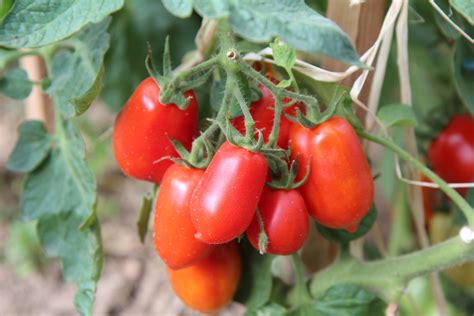 Permalink to Plants De Tomates