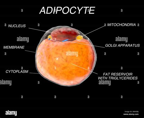 Fat Cells From Adipose Tissue Adipocytes Inside Human Organism