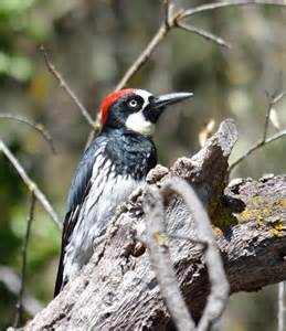 Acorn Woodpecker Melanerpes Formicivorus