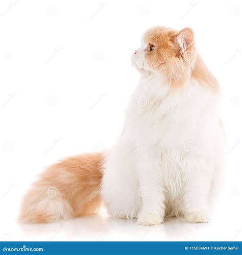 Portrait Of A Surprised Cat Scottish Straight Closeup Stock Image