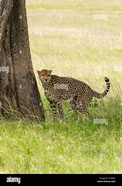 A Cheetah Acinonyx Jubatus Jubatus Stands At The Base Of A Tree After