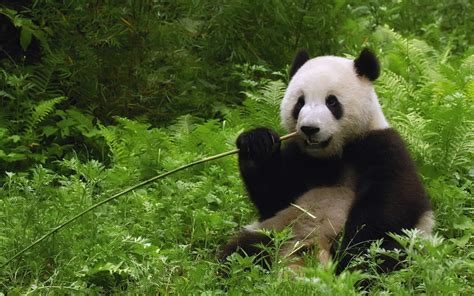 Jungle China Bamboo Panda Bears Dinner Wallpaper 1440x900 328207