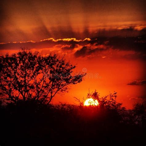 African Sunsets Purple Orange Stock Photo Image Of Morning Evening