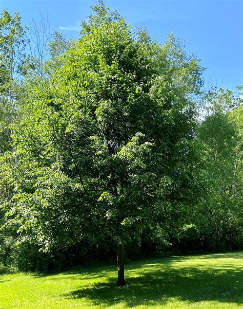 June And The Beautiful Linden Tree — Prescription Landscape Inc