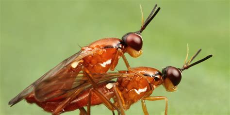 A Bugs Kama Sutra 10 Sex Positions To Try If Youre An Insect Photos Huffpost