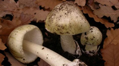 Warning Not To Eat Wild Mushrooms After Toxic Variety Found In Wa