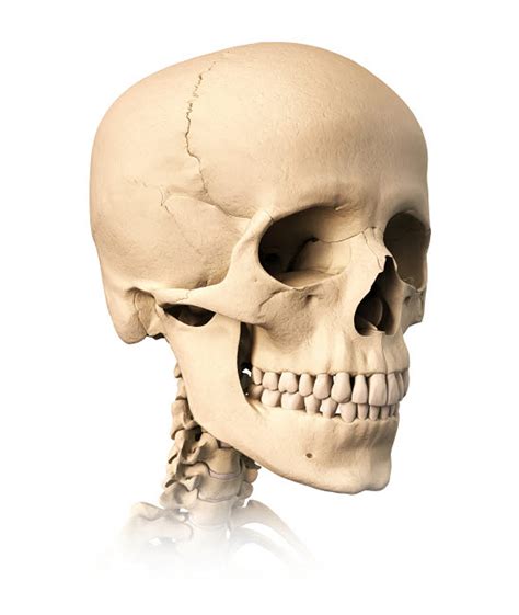 Human Skull Side View