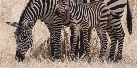 Want to discover art related to stripes? Zebra Stripes May Be More For Cooling Than Camouflage ...