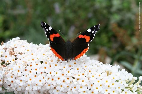 9783875960945 | kostenloser versand für alle bücher mit versand und verkauf duch amazon. Die 10 häufigsten Schmetterlinge im Garten | Blühendes ...