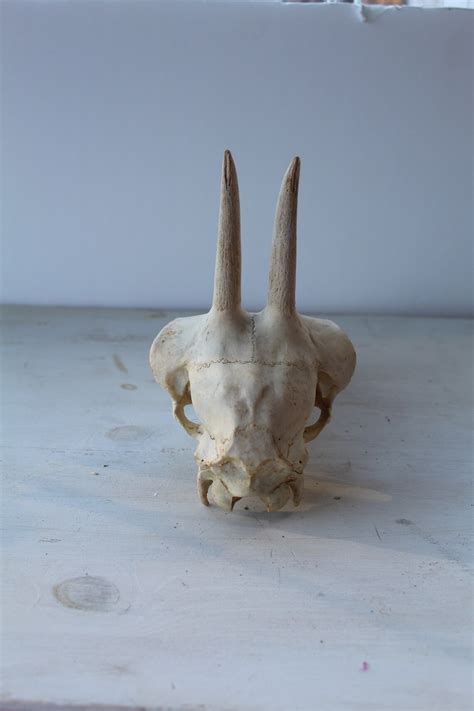 Real Mountain Goat Skull Real Goat Skull Etsy