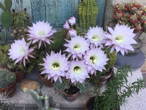 Does your thanksgiving or christmas cactus bloom more than once a year? My mom's cactus blooms for a day every year : succulents