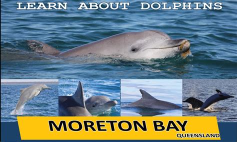 Moreton Bay Dolphin Ecology Workshop Dolphin Research Australiaorg