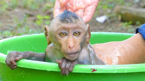 Monkey Niki Needs To Take A Bath For Health Youtube