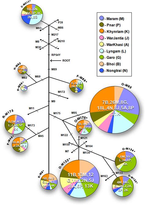 Rooted Maximum Parsimony Tree Of Y Chromosome Haplogroups Defined By Download Scientific