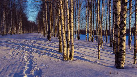 Wallpaper Sunlight Trees Landscape Contrast Forest Sunset