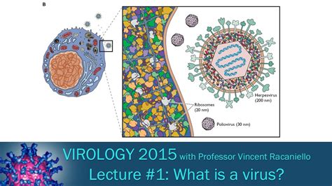 This is because the polymorphic viruses alters. Virology 2015 Lecture #1 - What is a virus? - YouTube