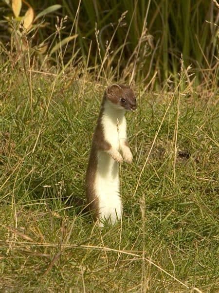 Weasel Animal Facts Mustela Nivalis A Z Animals