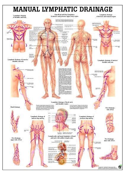 Lymphatic Drainage Laminated Anatomy Chart Lymphatic Drainage Massage Lymphatic Drainage