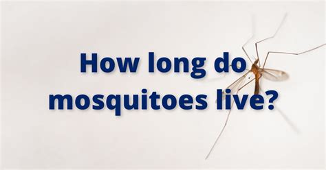 How Long Do Mosquitoes Live Massey Services Inc