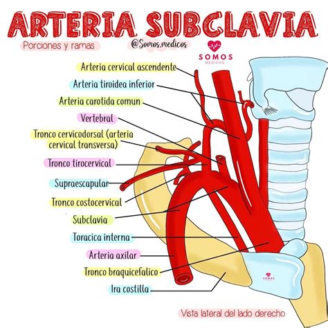 Branches Of Subclavian Artery Mnemonic Artofit