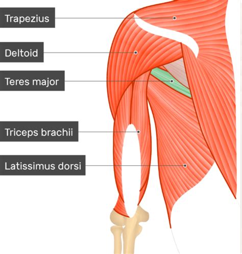 Teres Major Muscle Attachments Action And Innervation