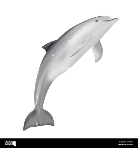 Tursiops Truncatus Ocean Or Sea Bottlenose Dolphin On A White