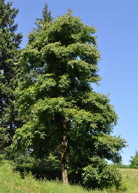 Common Persimmon Diospyros Virginiana Great Plains Nursery