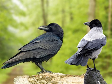 Crow Vs Raven What Is The Difference Vivo Pets