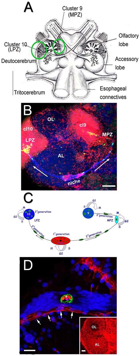 Neurogenic Niche In The Adult Brain Of The Crayfish P Clarkii A