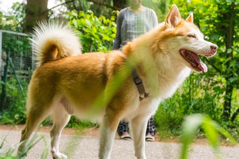 Icelandic Sheepdog Dog Breed Hypoallergenic Health And Life Span Petmd