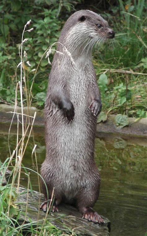 Otter Look At The Way He Is Standing Otters British Wildlife
