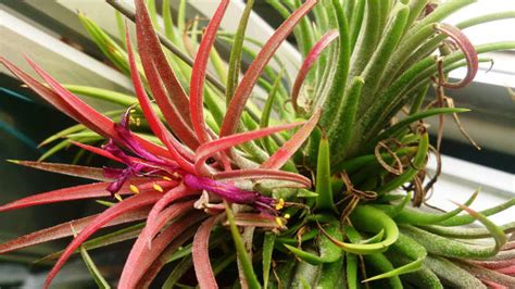 4 Low Maintenance Exotic Plants You Should Grow That Arent A
